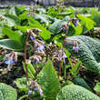 Trachystemon orientalis: Bild 2/9