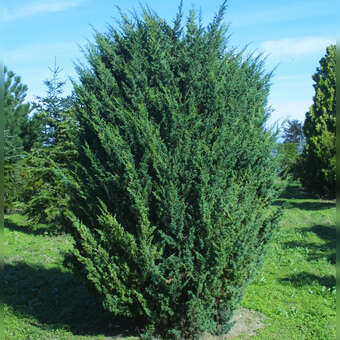Juniperus chinensis 'Blaauw'