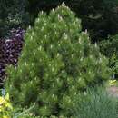 Kugel-Schlangenhautkiefer - Pinus heldreichii 'Compact Gem'