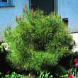 Pinus densiflora 'Umbraculifera': Bild 2/5