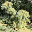 Pinus densiflora 'Pendula': Bild 1/4