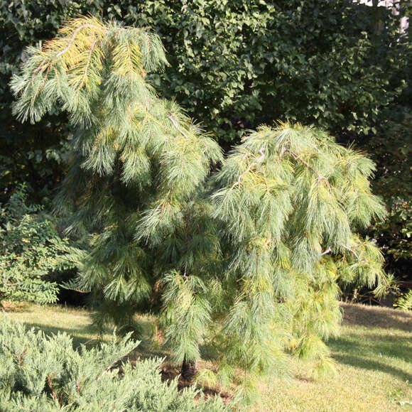 Pinus densiflora 'Pendula': Bild 1/4