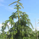 Abies nordmanniana 'Pendula' - Hänge-Nordmannstanne