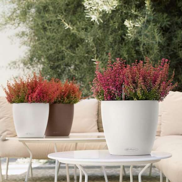 Classico Color: Bild 3/9 Classico Color: Bild 3/9