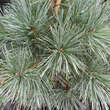 Pinus koraiensis 'Silveray': Bild 1/2