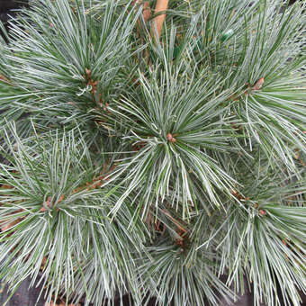 Pinus koraiensis 'Silveray'