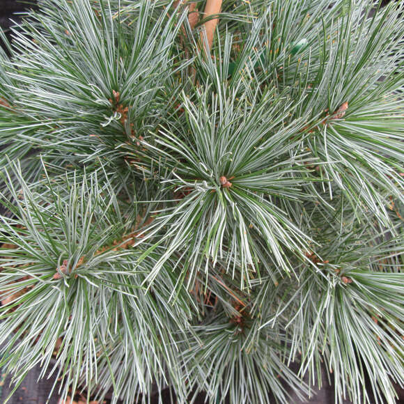 Pinus koraiensis 'Silveray': Bild 1/2 Pinus koraiensis 'Silveray': Bild 1/2