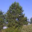 Pinus nigra austriaca: Bild 1/10