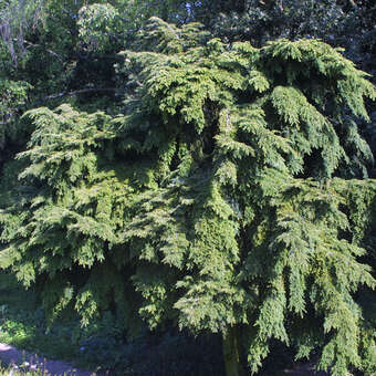 Tsuga canadensis 'Pendula'