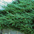 Juniperus procumbens: Bild 2/3