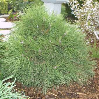 Pinus nigra 'Nana'