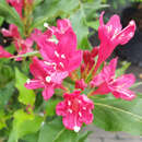 Weigela 'Red Prince' - Weigelie