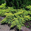 Juniperus pfitzeriana 'Gold Star': Bild 2/4