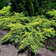 Juniperus pfitzeriana 'Gold Star': Bild 4/4