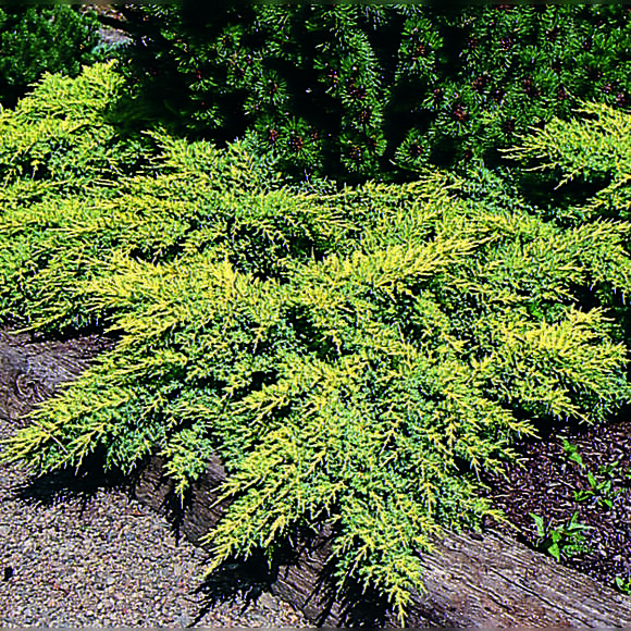 Juniperus pfitzeriana 'Gold Star': Bild 4/4 Juniperus pfitzeriana 'Gold Star': Bild 4/4