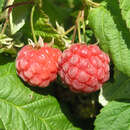 Rubus idaeus 'Glen Ample' - Himbeere