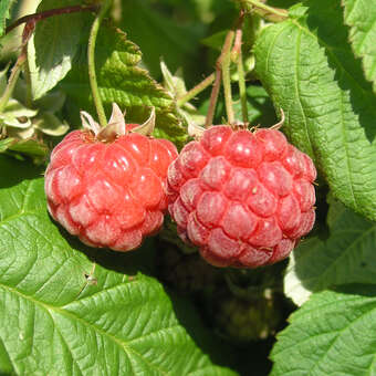 Rubus idaeus 'Glen Ample'