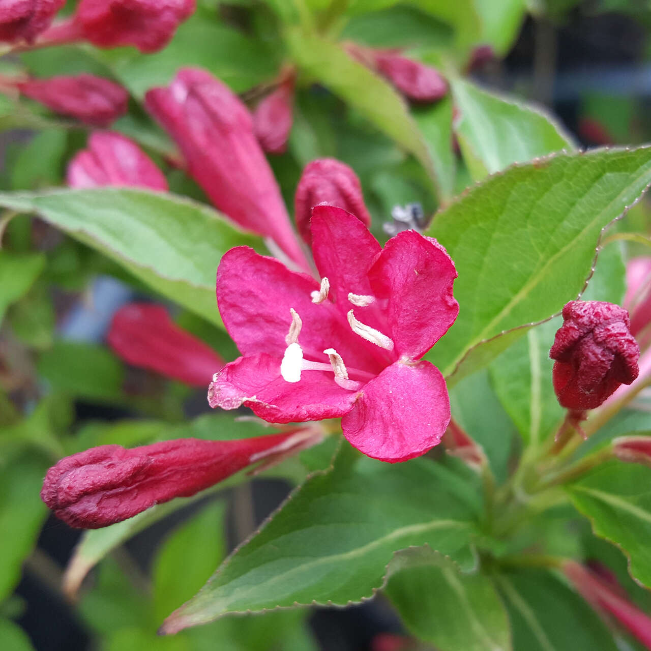 39+ Weigelie Red Prince Pflanzen, Die weigelie red prince hat