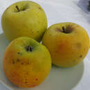 Malus dom. 'Mutsu' - Winter-Apfel, XI-II