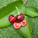 Prunus av. 'Burlat' - Kirsche