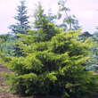 Juniperus chinensis 'Kuriwao Gold': Bild 1/2