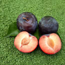 Prunus salicina 'Black Amber' - Säulenpflaume, Japanpflaume