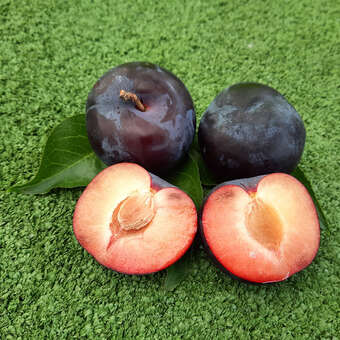 Prunus salicina 'Black Amber'