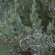 Juniperus virginiana 'Burkii': Bild 1/2
