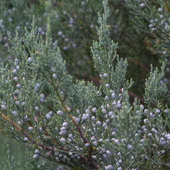 Juniperus virginiana 'Burkii'