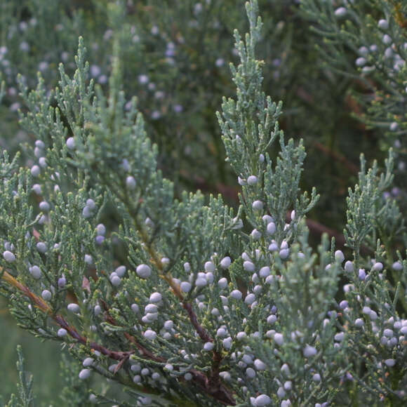 Juniperus virginiana 'Burkii': Bild 1/2 Juniperus virginiana 'Burkii': Bild 1/2