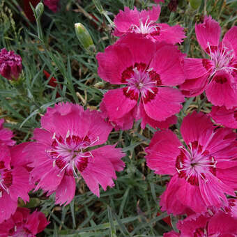Dianthus gratianopolitanus 'Rotkäppchen': Bild 3/3