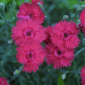Dianthus gratianopolitanus 'Rotkäppchen': Bild 2/3
