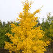 Ginkgo biloba 'Autumn Gold': Bild 1/4