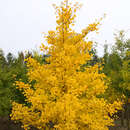 Ginkgo biloba 'Autumn Gold' - Ginkgo, Fächerblattbaum