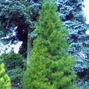 Sciadopitys verticillata - Schirmtanne