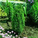 Juniperus communis 'Compressa' - Zwerg-Säulenwacholder