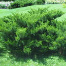 Juniperus pfitz. 'Mint Julep' - Breitwacholder