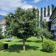 Castanea sativa 'Lyon': Bild 3/3