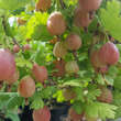 Ribes uva-crispa 'Captivator': Bild 2/2