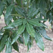Quercus castaneifolia 'Green Spire': Bild 1/1