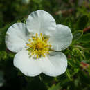 Potentilla fruticosa 'Tilford Cream - Fünffingerstrauch