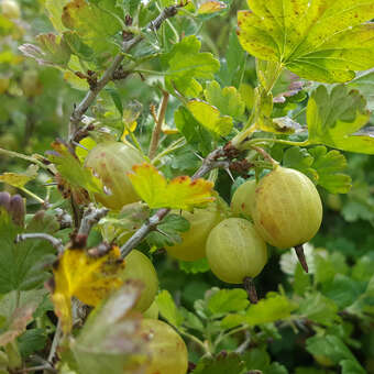 Ribes uva-crsipa 'Hinnonmäki Gelb'