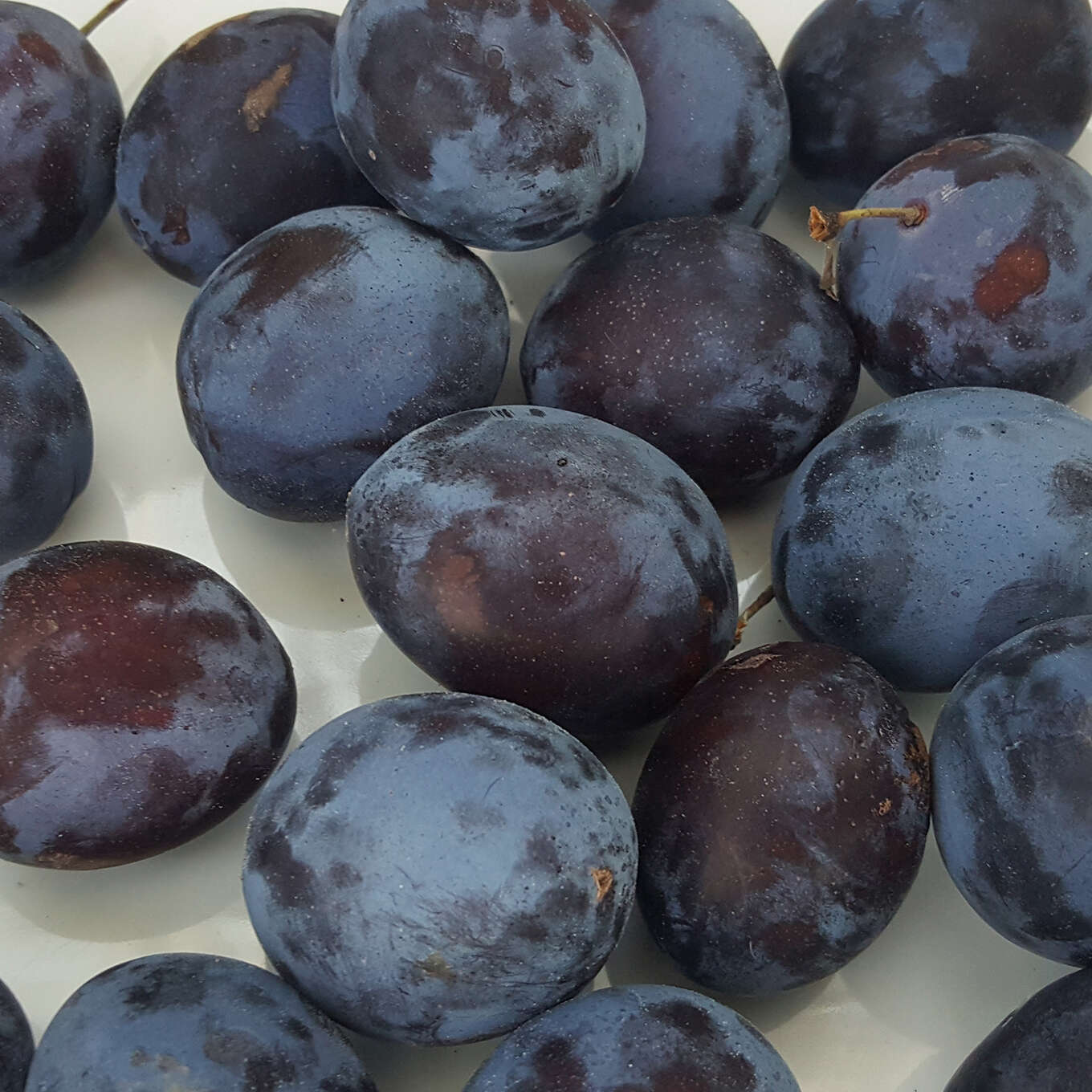 Säulenzwetschke Prunus domestica 'Pruntop' weiß