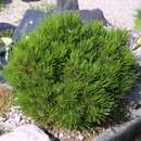 Pinus heldreichii 'Schmidtii' - Kugel-Schlangenhautkiefer