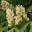 Aesculus flava 'Vestitia': Bild 1/1