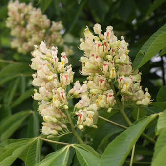 Aesculus flava 'Vestitia'