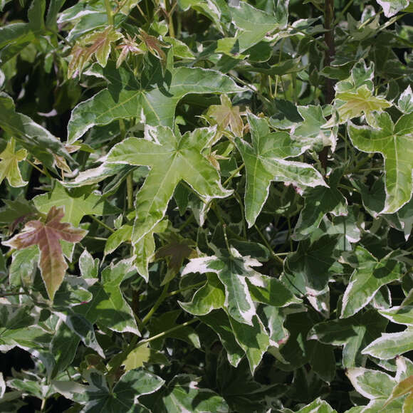 Weißbunter Amberbaum Liquidambar styraciflua 'Silver King' buntlaubig