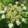 Viburnum trilobum 'Hahs': Bild 1/1