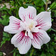 Hibiscus syriacus 'Starbust Chiffon': Bild 2/3