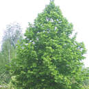Tilia europaea 'Euchlora' - Krim-Linde